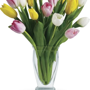 Multi-colored Tulips