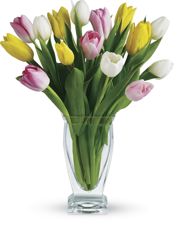 Multi-colored Tulips