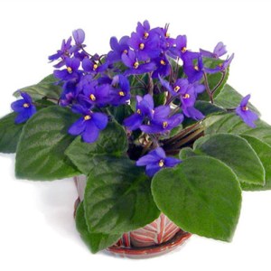 African Violet