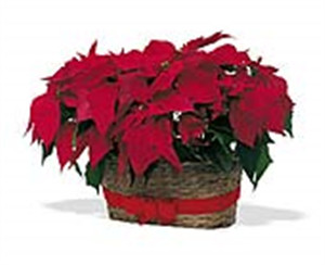 Double Red Poinsettia