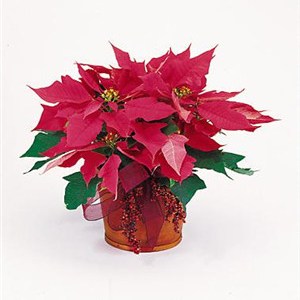Pink Poinsettia
