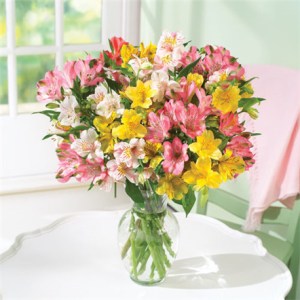 Sparkling Alstroemeria