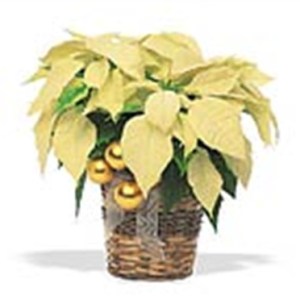 White Poinsettia