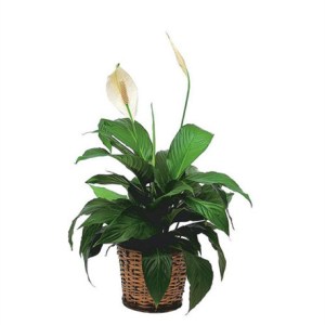 Spathiphyllum Plant