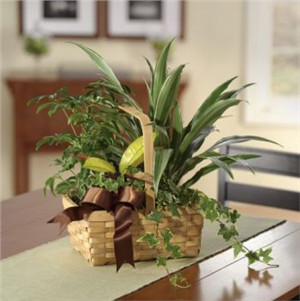 Indoor Forest Dish Garden