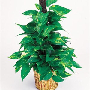 Statement Plant